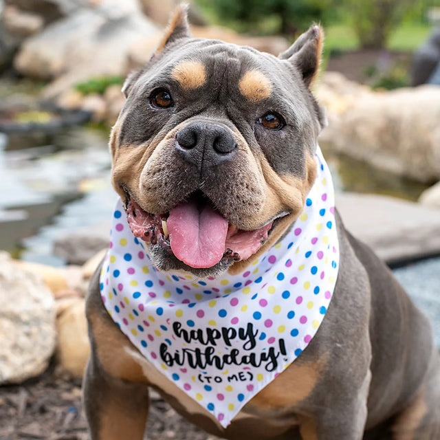 Celebrate Your Dog’s Birthday in Style: Top Products for a Pawsome Party!