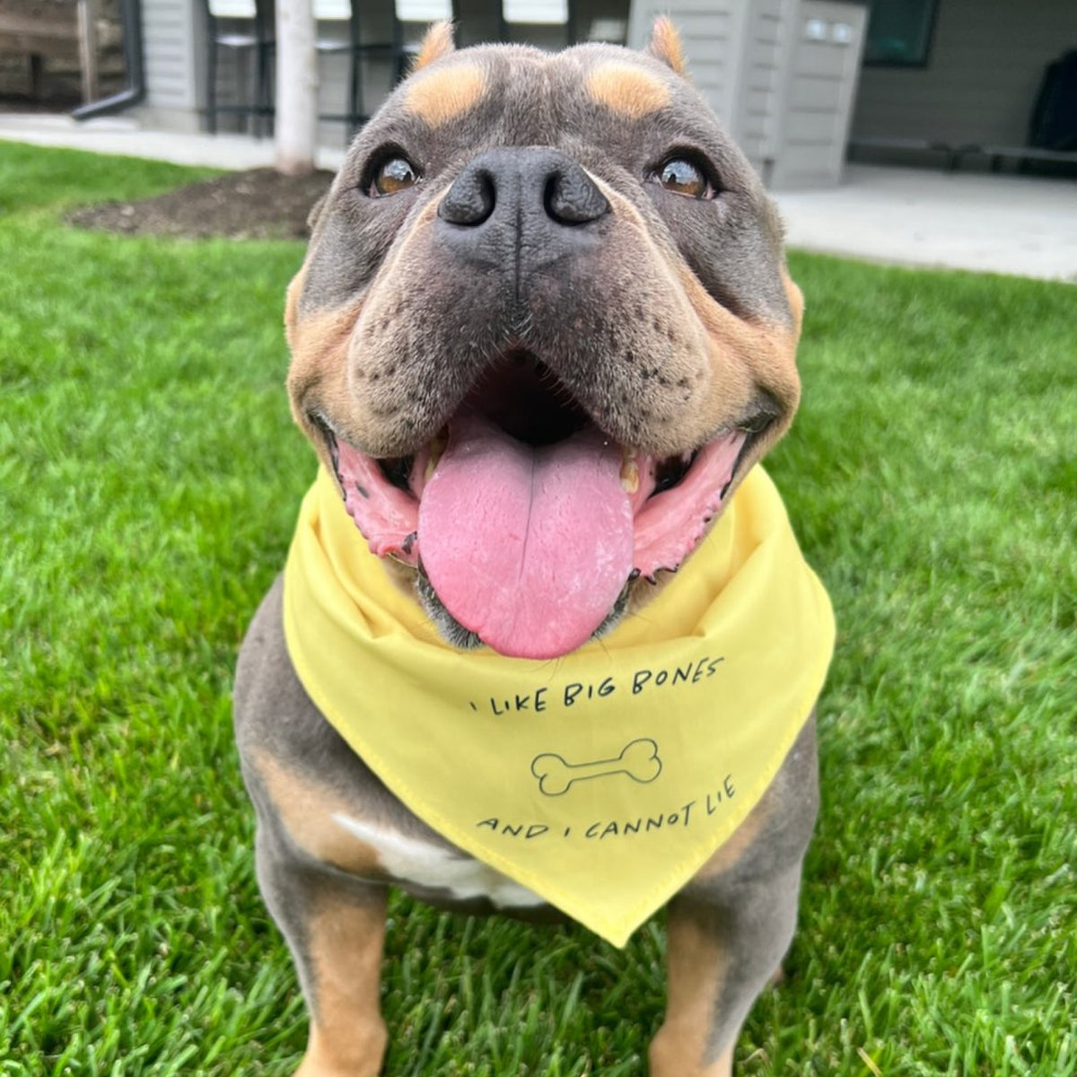 Adopt Don't Shop Pet Bandana Collar