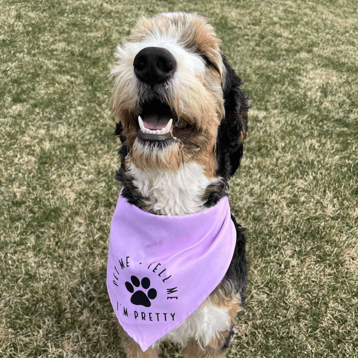 Please pet store me dog bandana